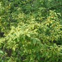 Euonymus sp. P1D (2)